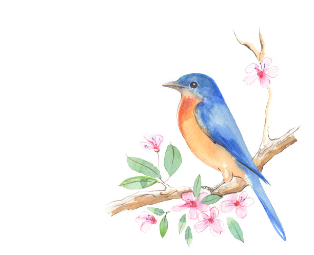 鸟在树枝图片下载