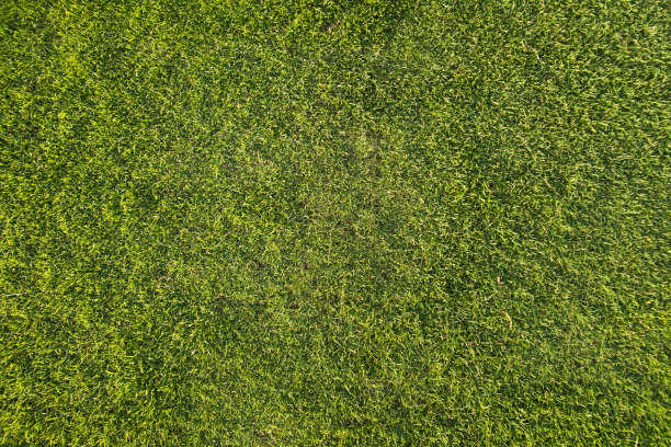 高尔夫球场上的草地图片下载