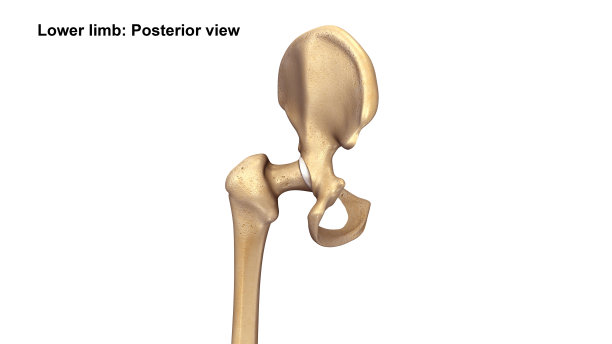 低Limb_Posterior视图图片下载