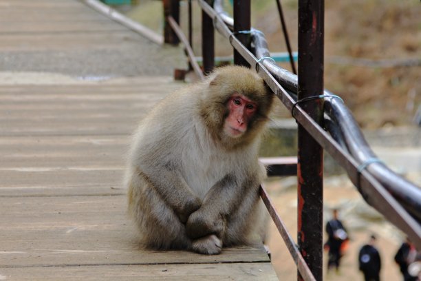 温泉里的雪猴，地狱谷，日本长野图片下载