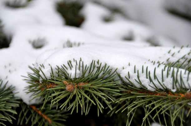 冷杉在雪下图片下载