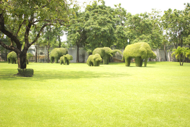 大城府邦培宫的绿象树图片下载