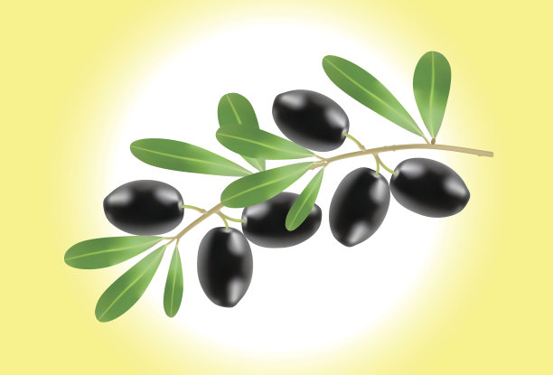 橄榄枝插图图片下载