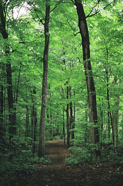 令人毛骨悚然的森林图片下载