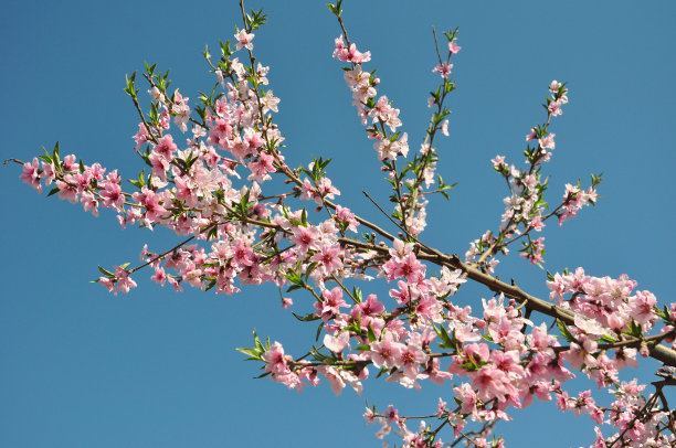桃花图片下载