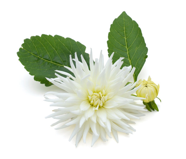 大丽花花和芽孤立在白色图片下载