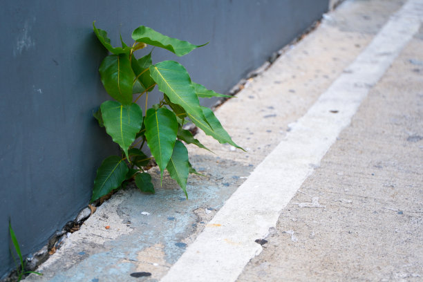 小植物在混凝土墙洞里生长图片下载