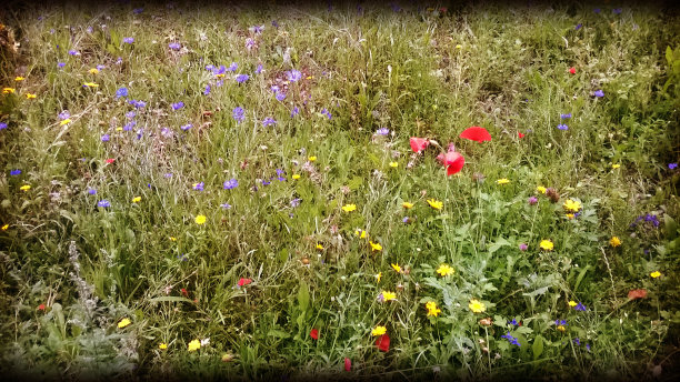 野花田图片下载