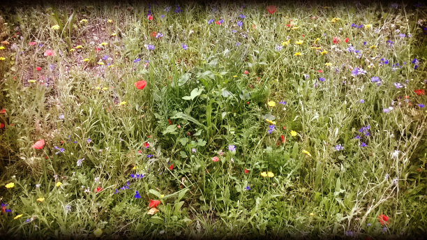 野花田图片下载