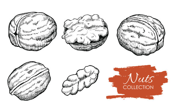手绘核桃向量集。刻集合素材图片