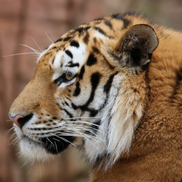 西伯利亚虎图片下载