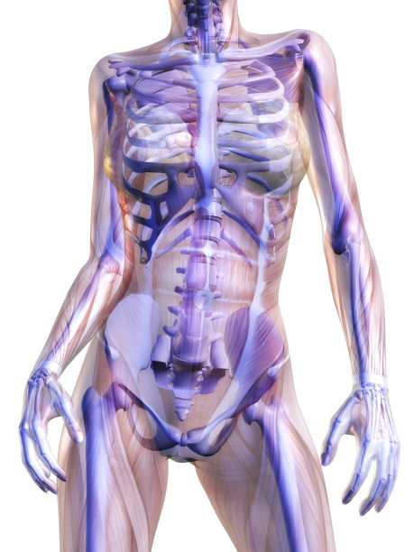 人体解剖学图片下载