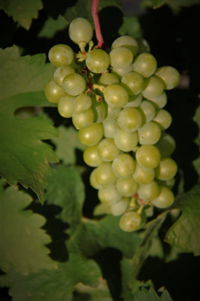 白葡萄酒的葡萄图片下载