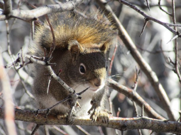 Thorntree松鼠图片下载