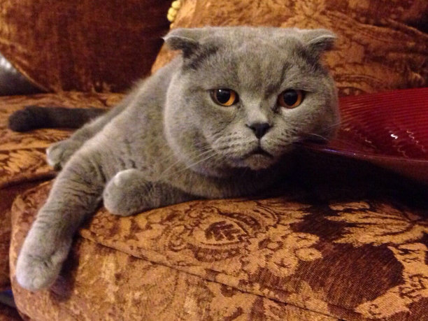 英国短毛猫图片下载
