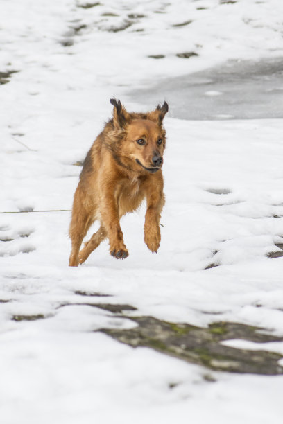 狗在雪中奔跑图片下载