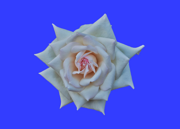 白玫瑰图片下载