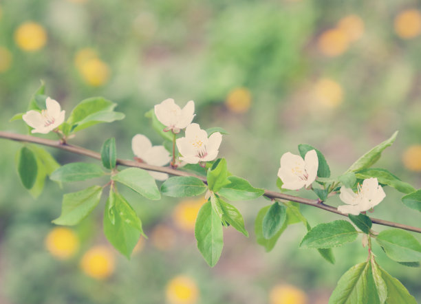 春天樱花盛开图片下载