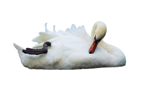 水面上的白天鹅。图片下载