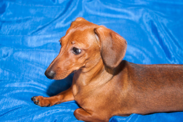 小狗，繁殖率就在蓝色的织物上图片下载