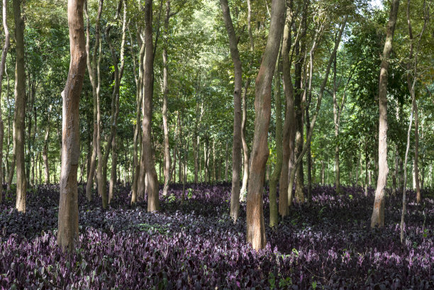 热带森林图片下载