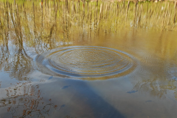 池塘中的倒影图片下载