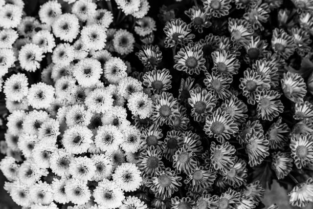 黄色和紫色的花群背景图片下载