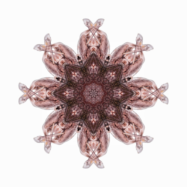 灰色鹈鹕文摘图片下载