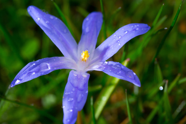 带雨滴的蓝色花朵素材图片