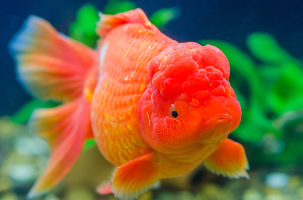 大金鱼图片下载