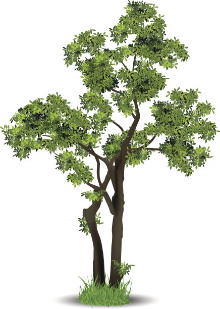 树和草，树的影子，树的叶子图片下载