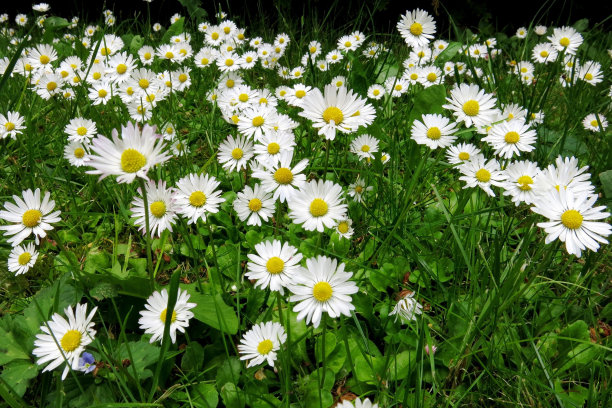 白花绿园图片下载