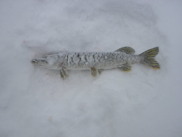 湖上的派克。图片下载
