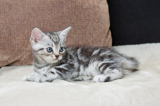沙发上的小猫-库存图片图片下载
