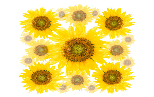 向日葵图片下载