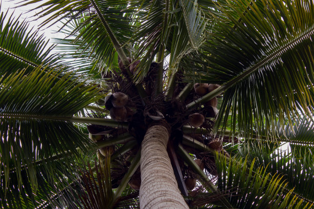 高大的椰子树图片下载