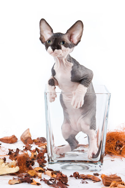 斯芬克斯小猫坐在花瓶里(孤立在白色上)图片下载