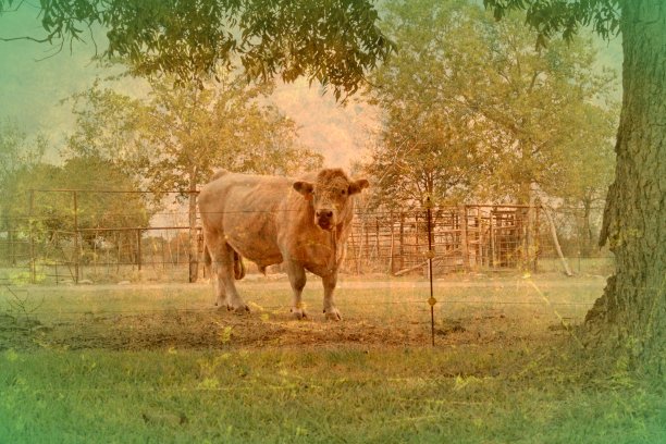 白色卷毛公牛在田野与复古照片效果图片下载