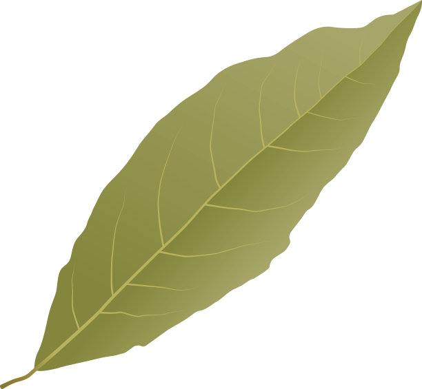 月桂叶图片下载