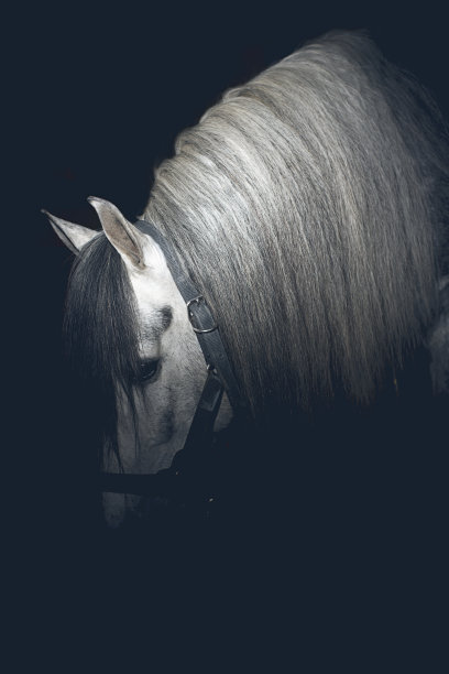 马的侧面图片下载