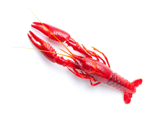 淡水小龙虾图片下载