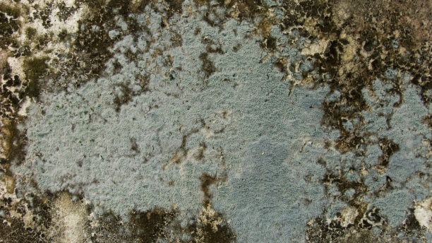 墙壁背景上的白色苔藓图片下载