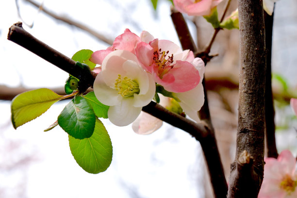花在枝干上粉红色和白色素材图片