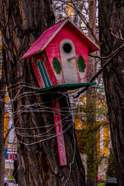 鸟的盒子图片下载
