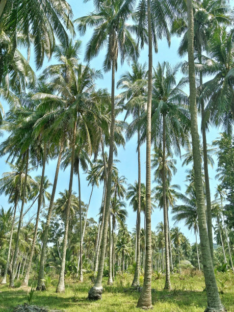 棕榈树森林图片下载