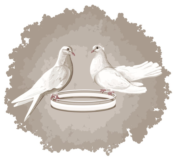 两只白鸽在擂台上图片下载