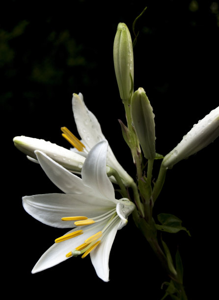 莉莉在黑色图片下载