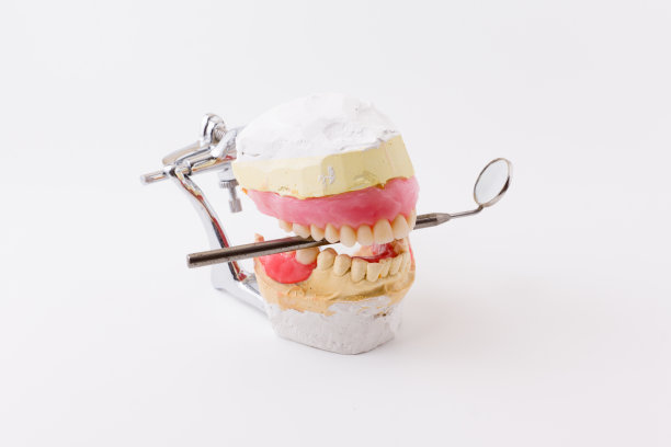 牙齿模型图片下载