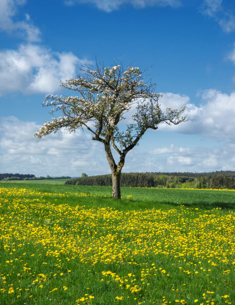 开花的苹果树在花草地上图片下载