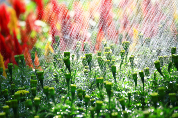 水宝宝万寿菊图片下载